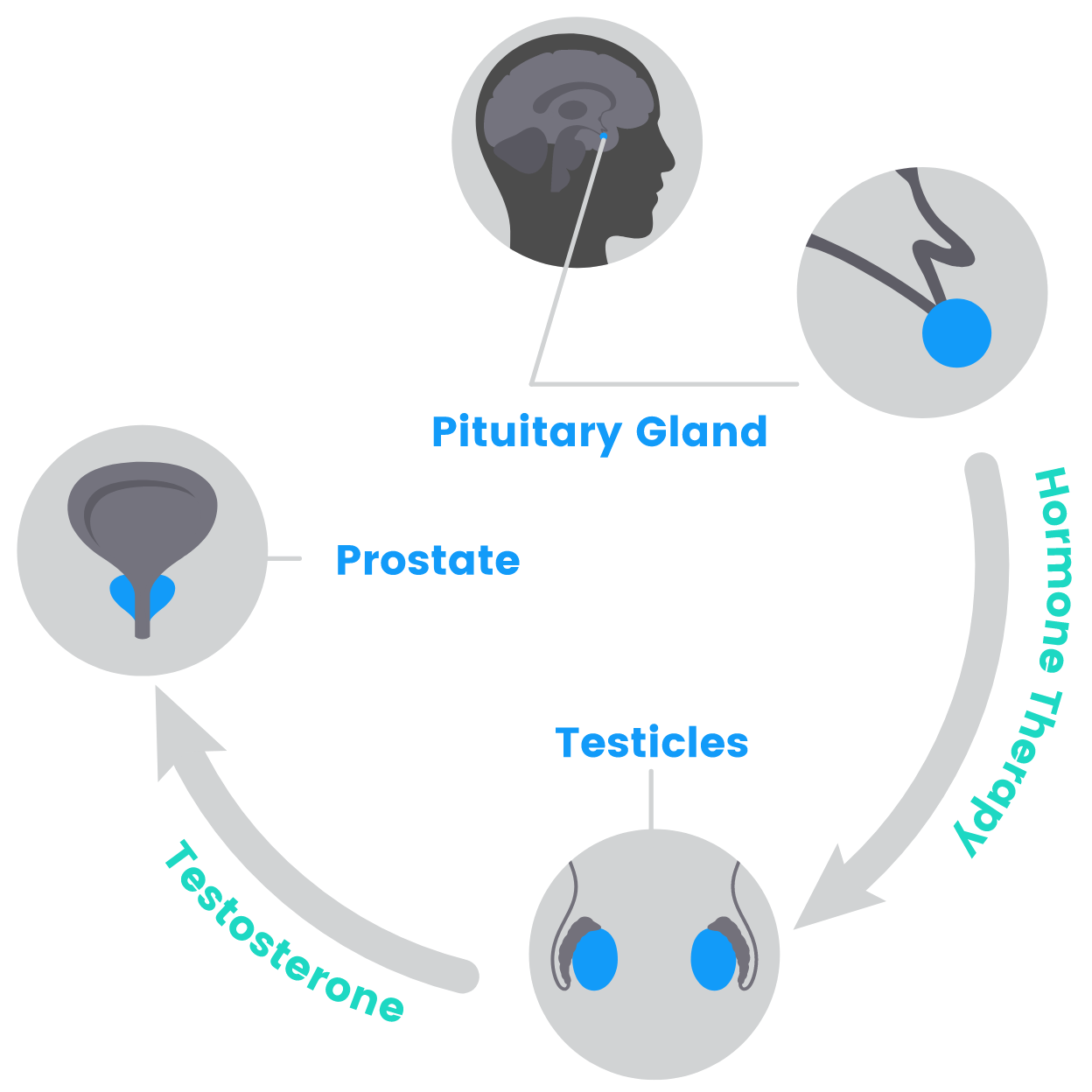 graphic treatment options androgen deprivation therapy